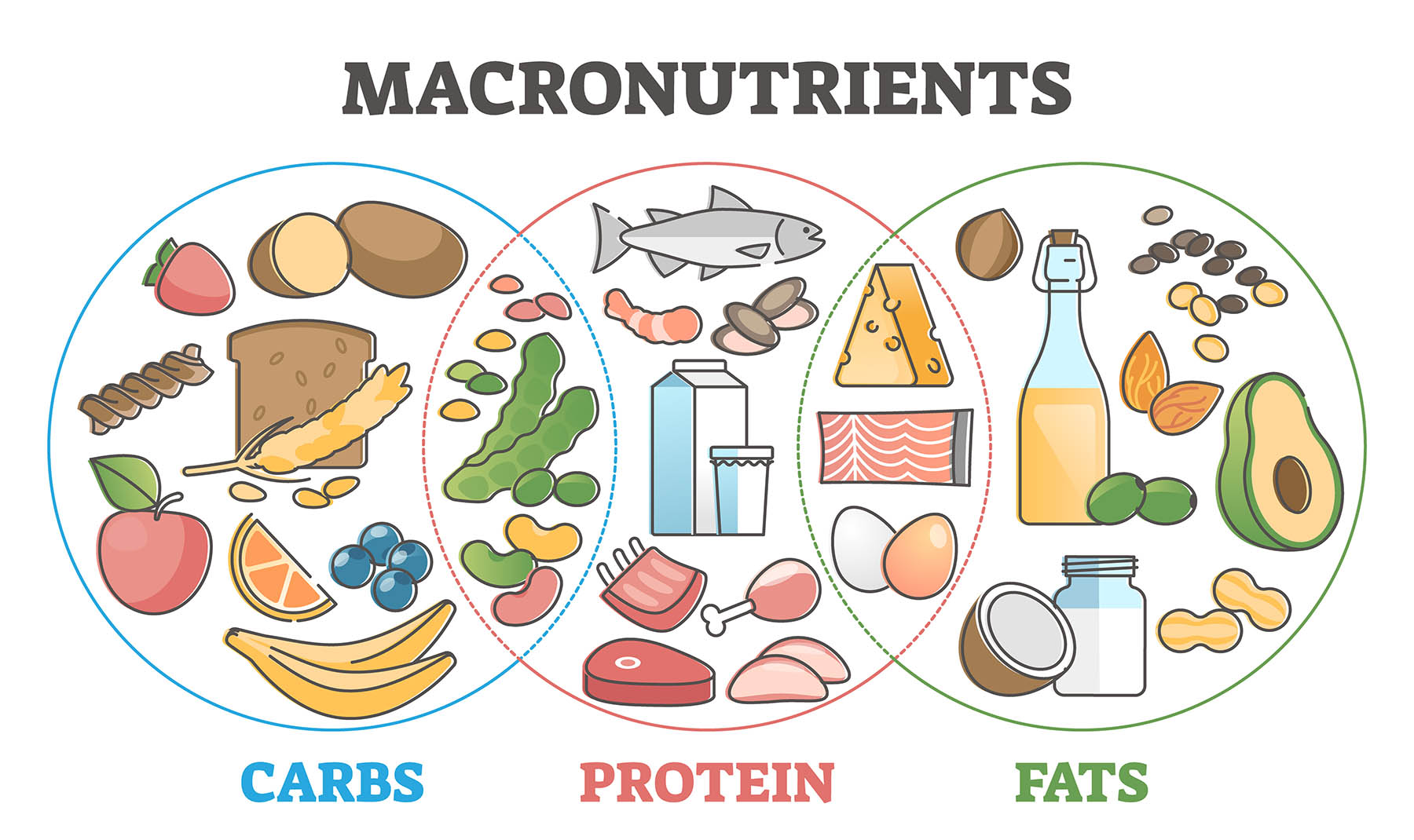 Decoding Macronutrients: A Deep Dive into Proteins, Fats, and Carbs